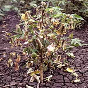 AMRUTH ALDERM LIQUID (BIO FUNGICIDE)