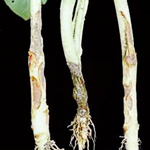 AMRUTH ALDERM LIQUID (BIO FUNGICIDE)