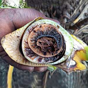 AMRUTH ALDERM LIQUID (BIO FUNGICIDE)