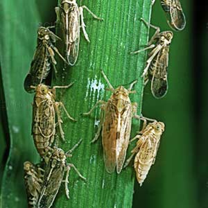 AMRUTH ALESTRA BIO INSECTICIDE