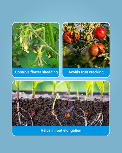 Allbor - 20% Boron (Minimum) Multi Micronutrient Fertilizer
