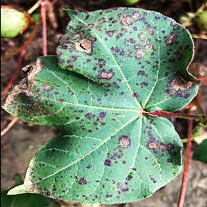AMRUTH ALMONAS LIQUID (BIO FUNGICIDE)