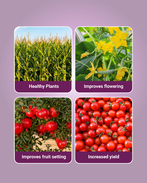 Ambition Plant Growth Promoter