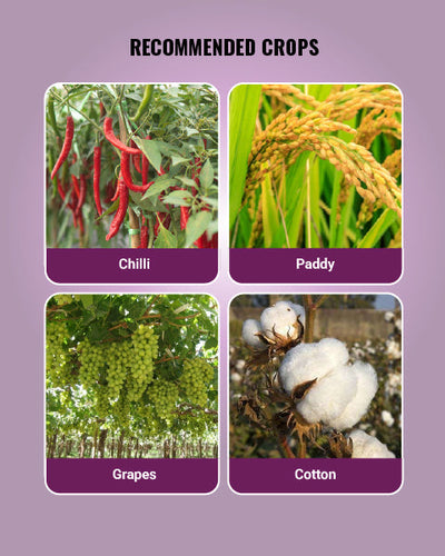 Ambition Plant Growth Promoter