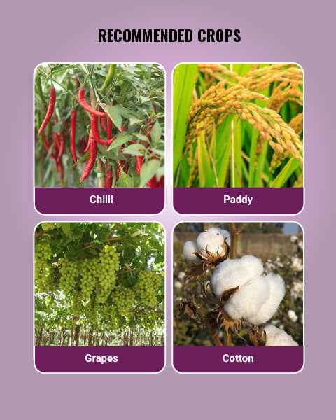Ambition Plant Growth Promoter