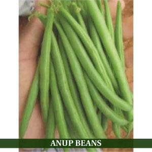 ANUP BEANS (BUSH BEANS)