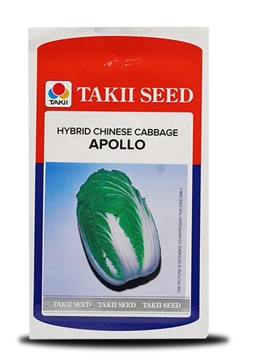 APOLLO CHINESE CABBAGE F1