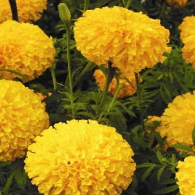 ARROW GOLD MARIGOLD