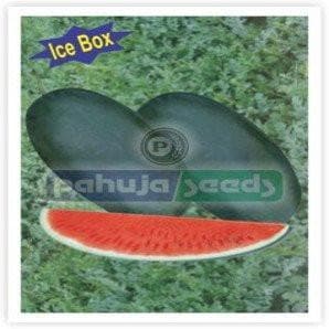 ARUN 0035 WATERMELON ( अरूण तरबूज )