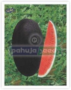 ARUN 0035 WATERMELON ( अरूण तरबूज )