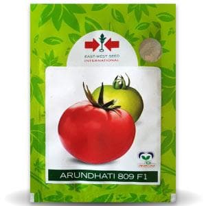 ARUNDHATI 809 F1 TOMATO ( अरुंधती टमाटर )