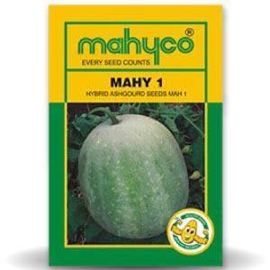 MAHY 1 ASH GOURD SEEDS