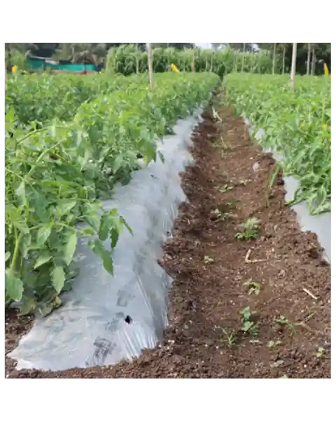 AVANA MULCHING FILM