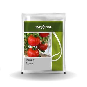 SYNGENTA AYAAN TOMATO SEEDS