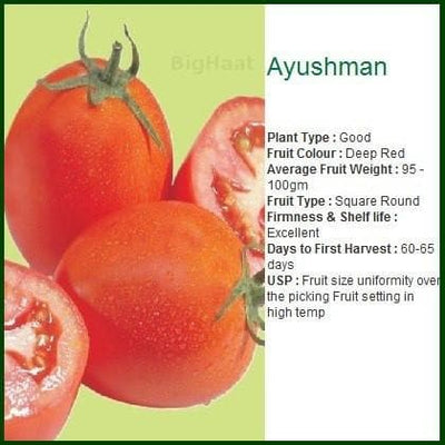 AYUSHMAN TOMATO