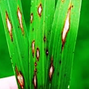 AZOTRIX FUNGICIDES