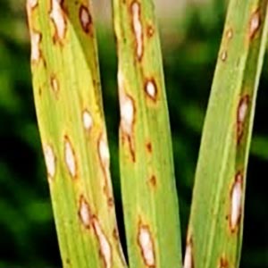 AZOTRIX FUNGICIDES