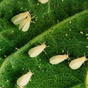 Ilex Insecticide