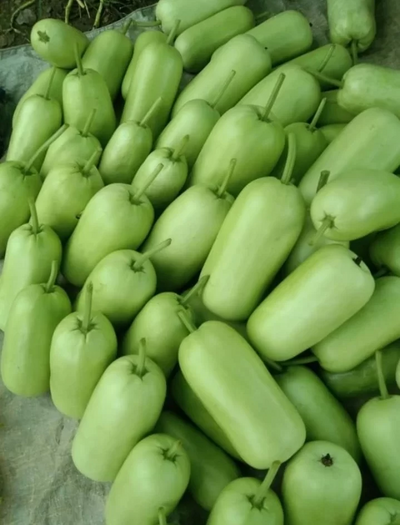 BALWANT BOTTLE GOURD