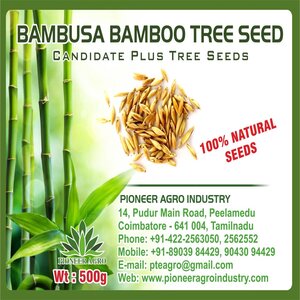 PIONEER AGRO BAMBUSA BAMBOO (MOONGIL) TREE SEED