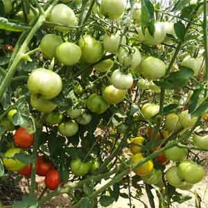 BANGALORE RED TOMATO