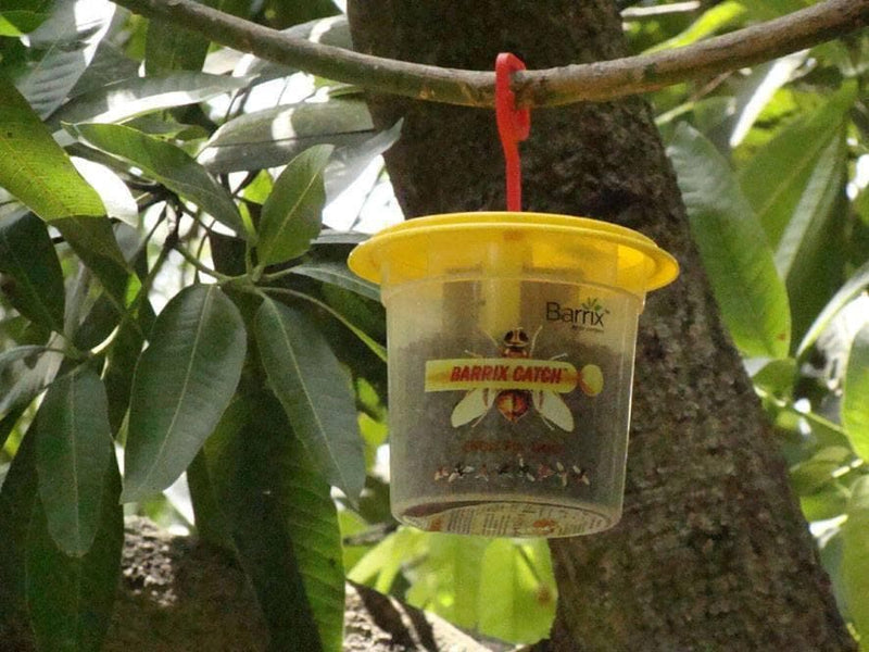 BARRIX CATCH FRUIT FLY LURE + TRAP