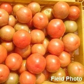 US 440 TOMATO SEEDS