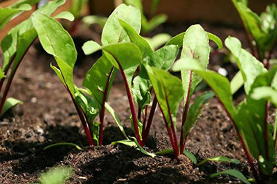 INDUS BEET ROOT SINDHU HYBRID SEEDS