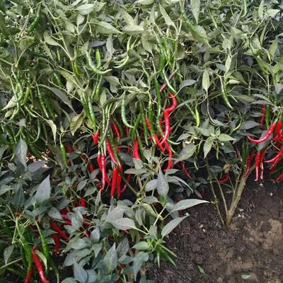 BHAVANI CHILLI (भवानी मिर्च )