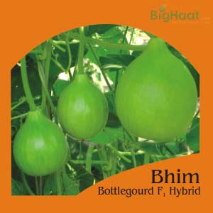 BHIM BOTTLE GOURD (BULB SHAPED) (भीम लौकी )