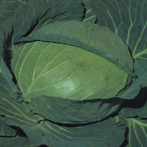 BHIMA CABBAGE