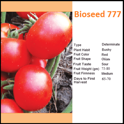 BIOSEED 777 TOMATO