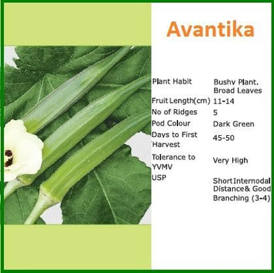 AVANTIKA BHENDI (OKRA) (अवंतिका भिंडी)