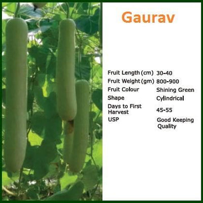 GAURAV BOTTLE GOURD ( गौरव लौकी )