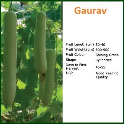 GAURAV BOTTLE GOURD ( गौरव लौकी )