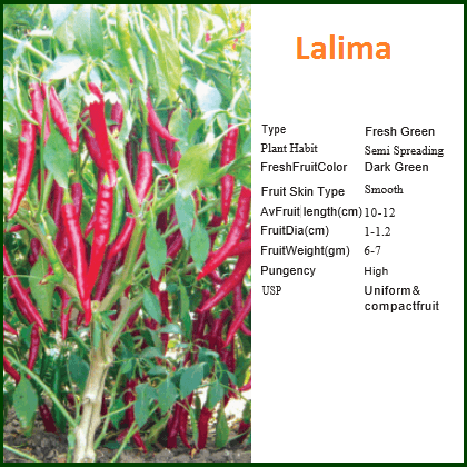 LALIMA CHILLI