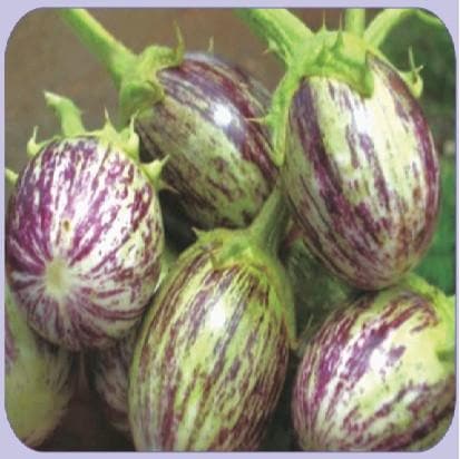 TRISHUL BRINJAL