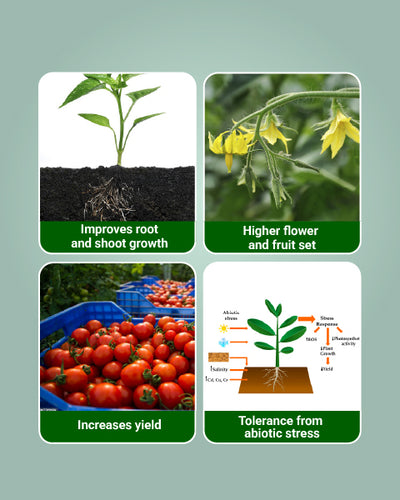 Biovita Liquid BioFertilizer