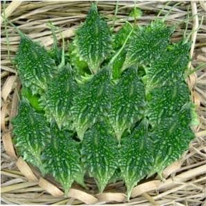 CHOTTU F1 HYBRID BITTER GOURD SEEDS