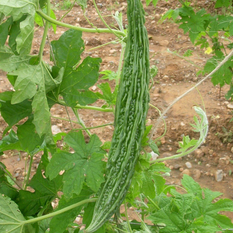 BITTER GOURD F1 SEEDS US 444