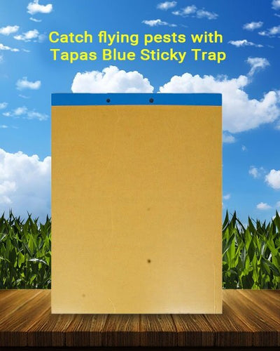 TAPAS BLUE STICKY TRAP 22 Cm X 28 Cm