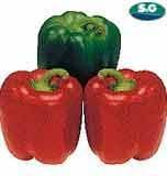 BOMBY CAPSICUM