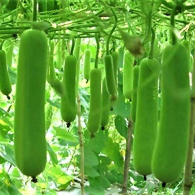 SHINE BOTTLE GOURD JULIE F1 SEEDS