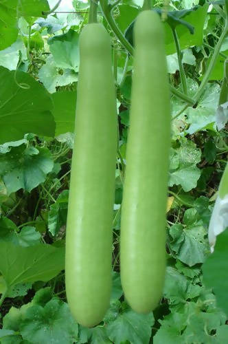 SHINE BOTTLE GOURD JULIE F1 SEEDS