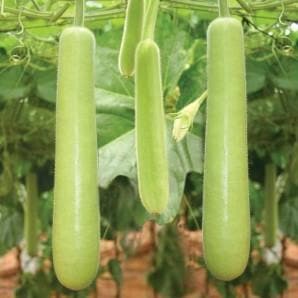 MANYA GOLD BOTTLE GOURD SEEDS ( मान्या लौकी )