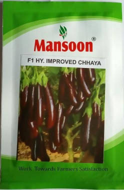 MANSOON BRINJAL CHHAYA IMPROVED SEEDS