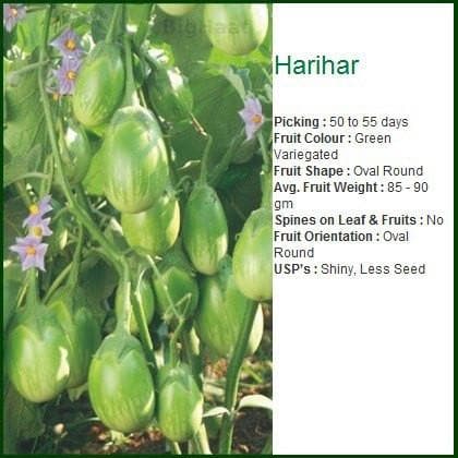 HARIHAR BRINJAL