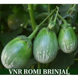 Romi F1 Hybrid Brinjal Seeds