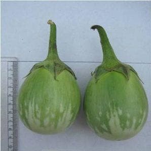 Romi F1 Hybrid Brinjal Seeds