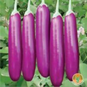 UJJWAL BRINJAL US 1004 F1 SEEDS